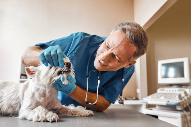 Best Emergency X-Rays and Diagnostics in Bayshe, OR